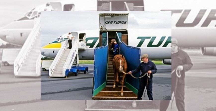 Pasos a seguir para el transporte internacional de caballos