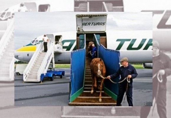Steps to follow for international horse transport